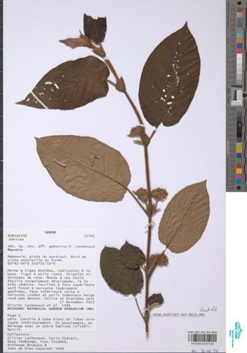 Sabicea mabouniensis photo 2