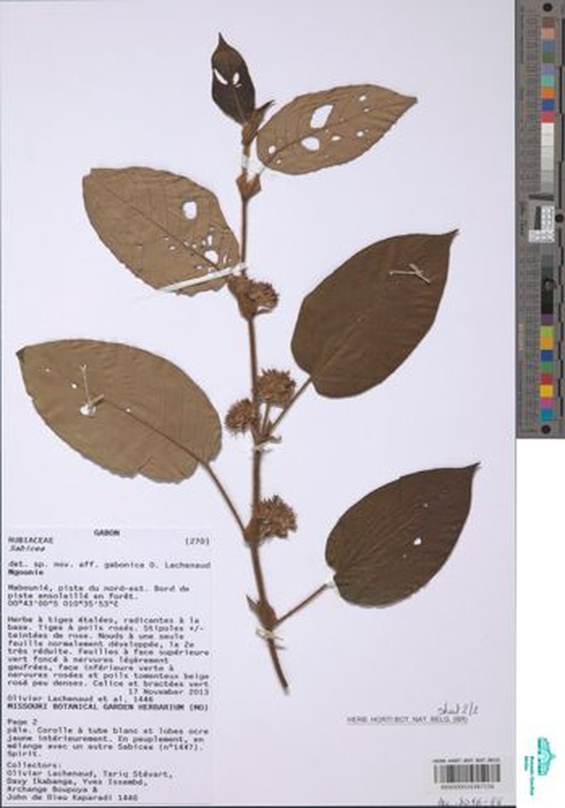 Sabicea mabouniensis photo 3