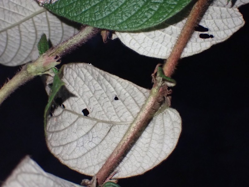 Sabicea mildbraedii var. mildbraedii
