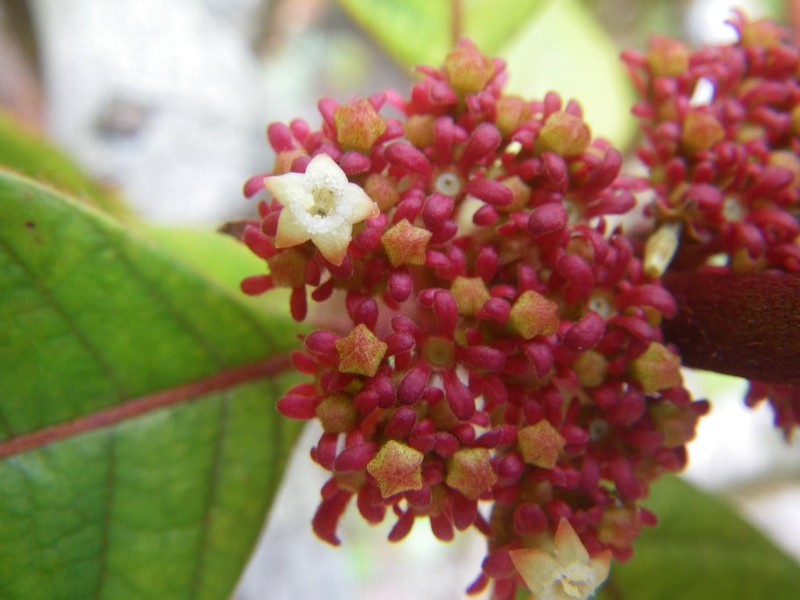 Sabicea rubiginosa