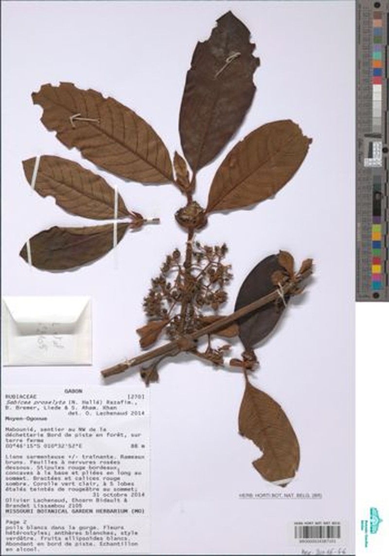 Sabicea rubiginosa photo 2