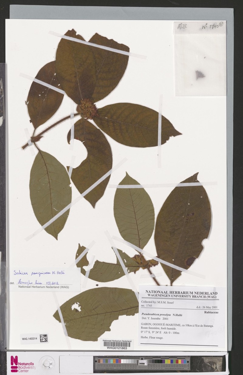 Sabicea sanguinosa subsp. sanguinosa
