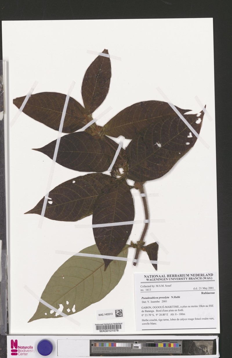 Sabicea sanguinosa subsp. sanguinosa photo 2