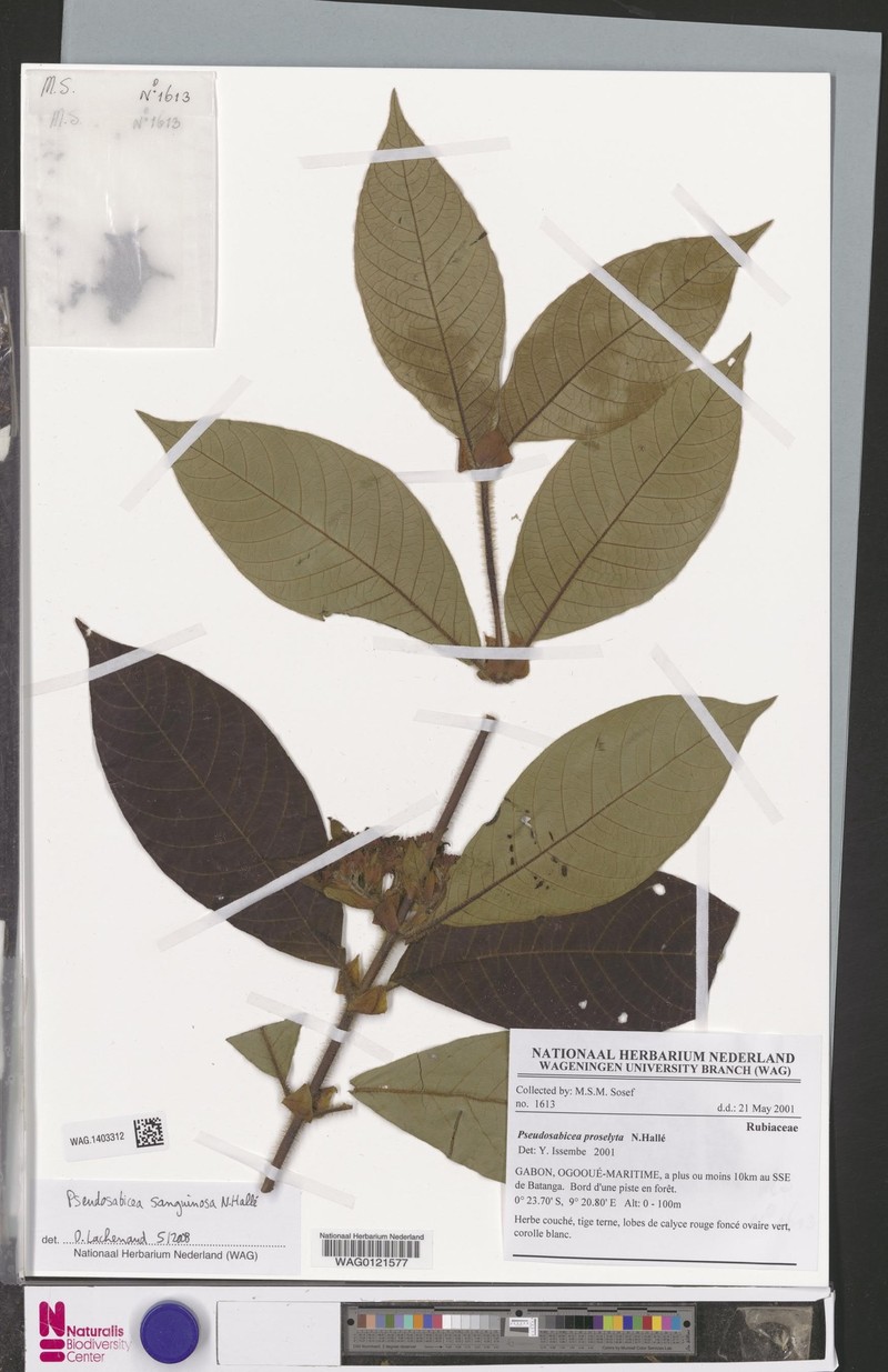 Sabicea sanguinosa subsp. sanguinosa photo 3