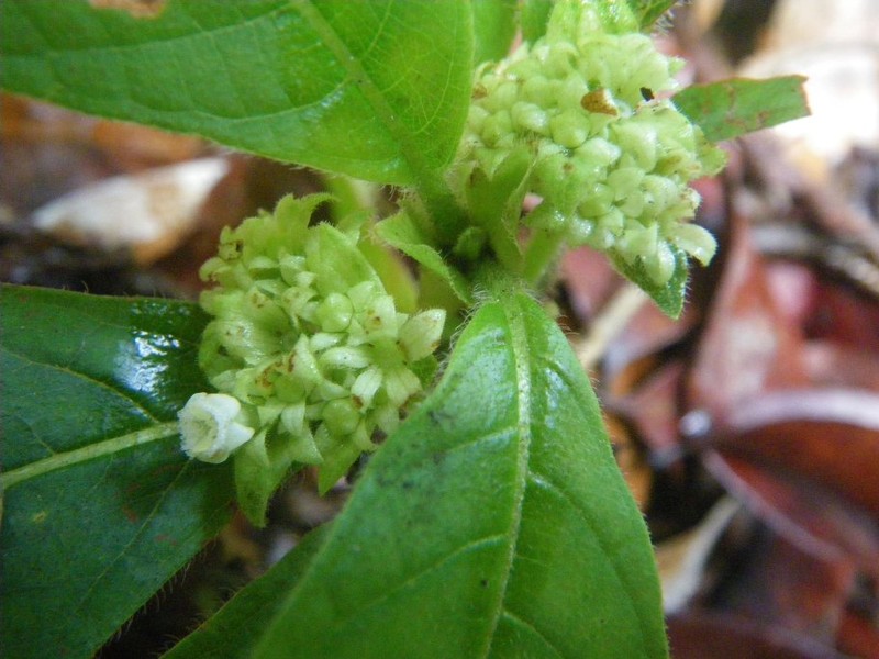 Sabicea sanguinosa subsp. viridis