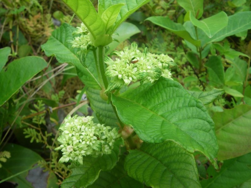 Sabicea sanguinosa subsp. viridis photo 2