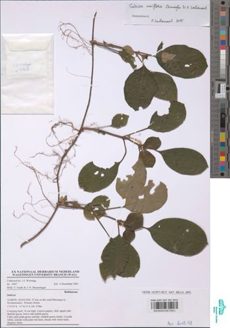 Sabicea uniflora