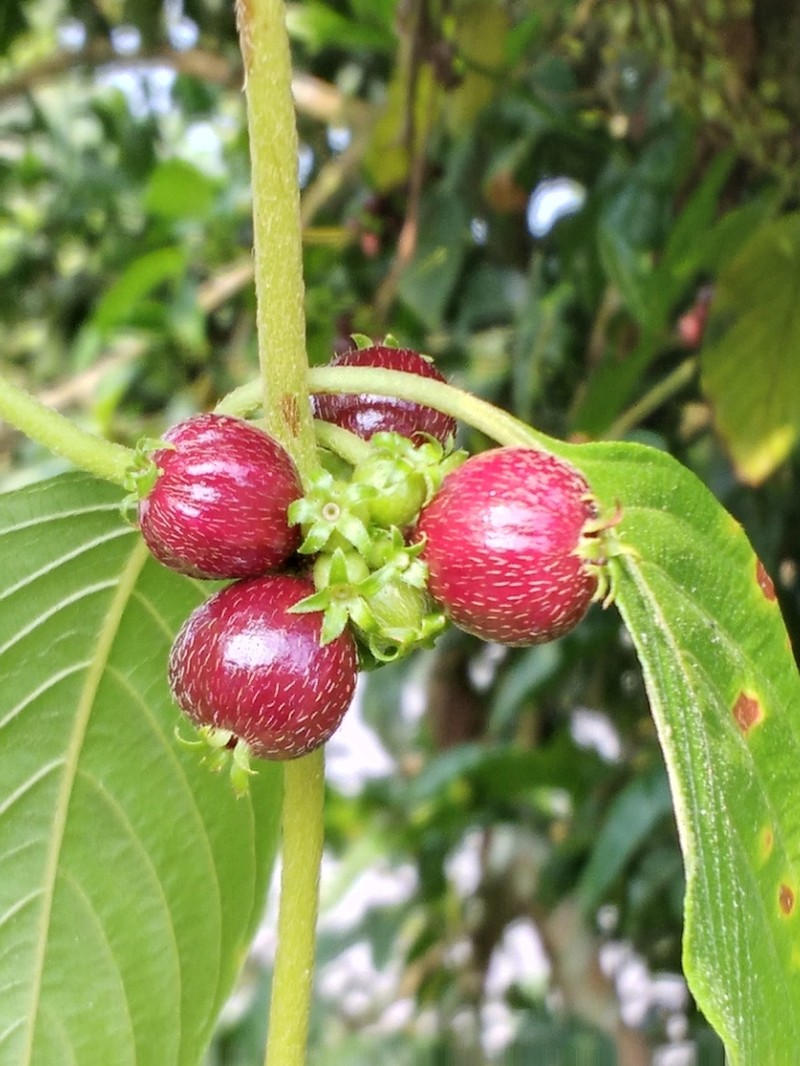 Woolly Woodvine