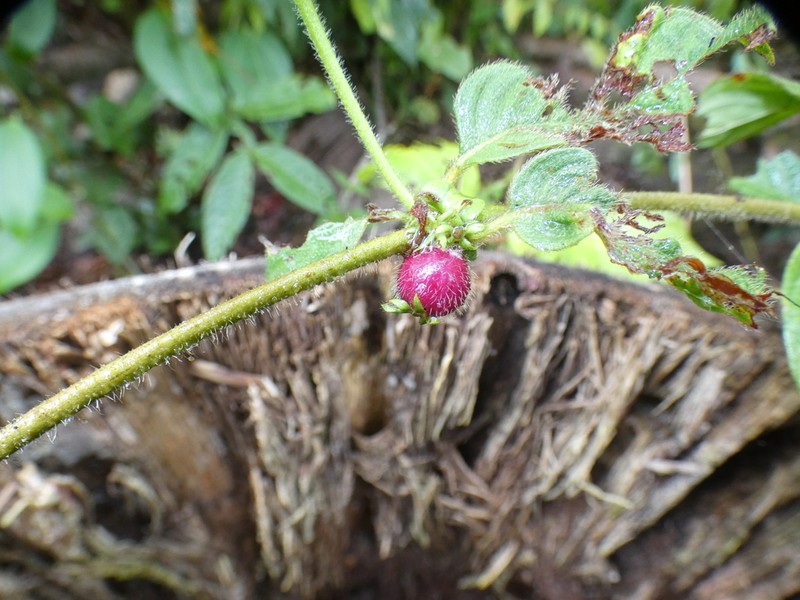 Woolly Woodvine photo 2