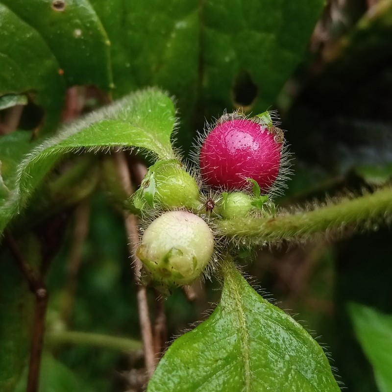 Woolly Woodvine photo 3