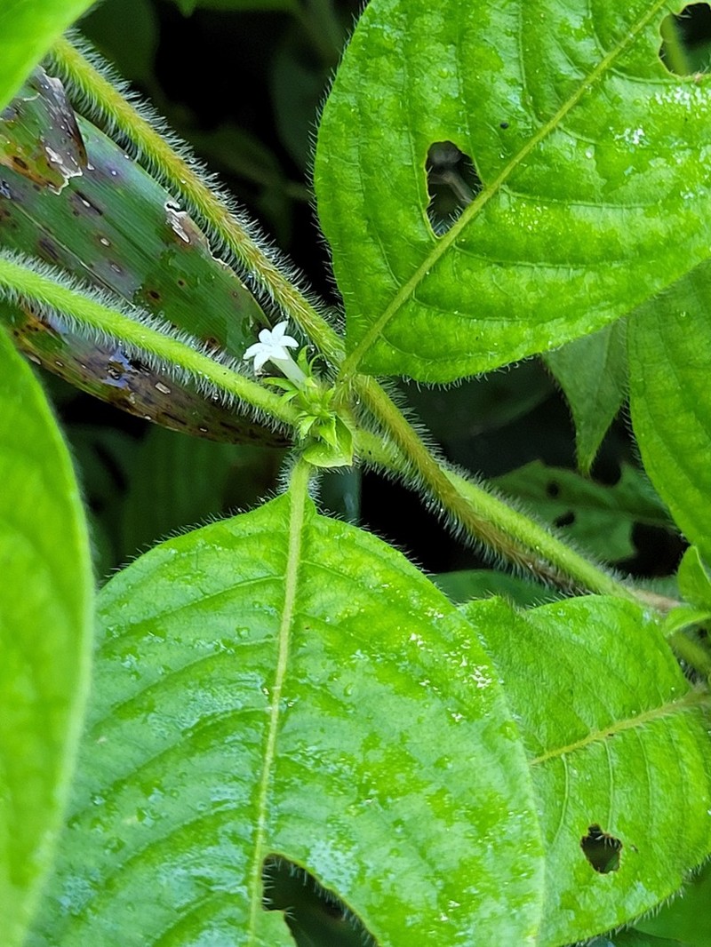 Woolly Woodvine photo 6