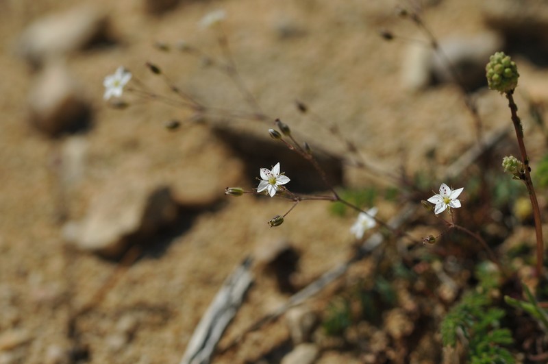 Sabulina attica subsp. attica