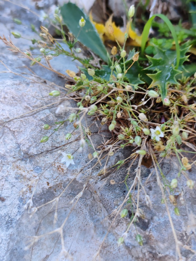 Sabulina attica subsp. attica photo 2