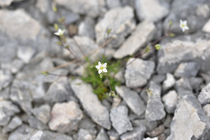 Sabulina attica subsp. attica photo 3