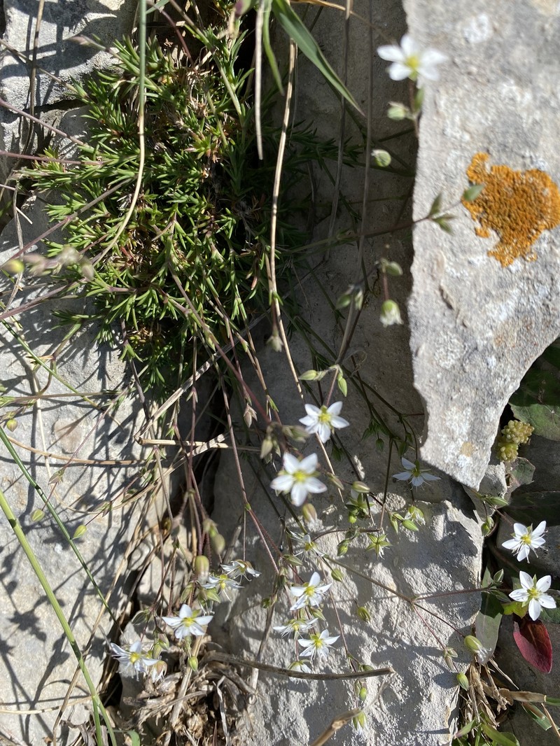 Sabulina attica subsp. attica photo 4