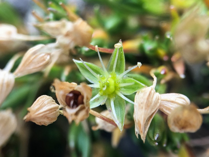 Columbian Stitchwort photo 4