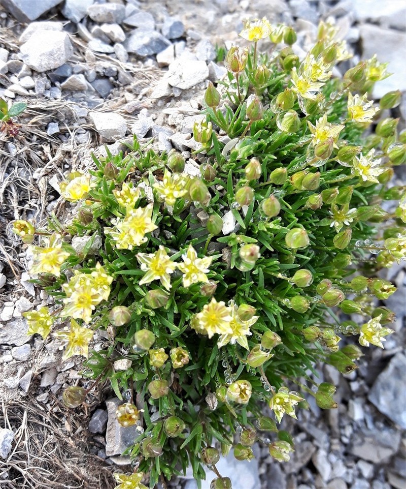 Columbian Stitchwort photo 8