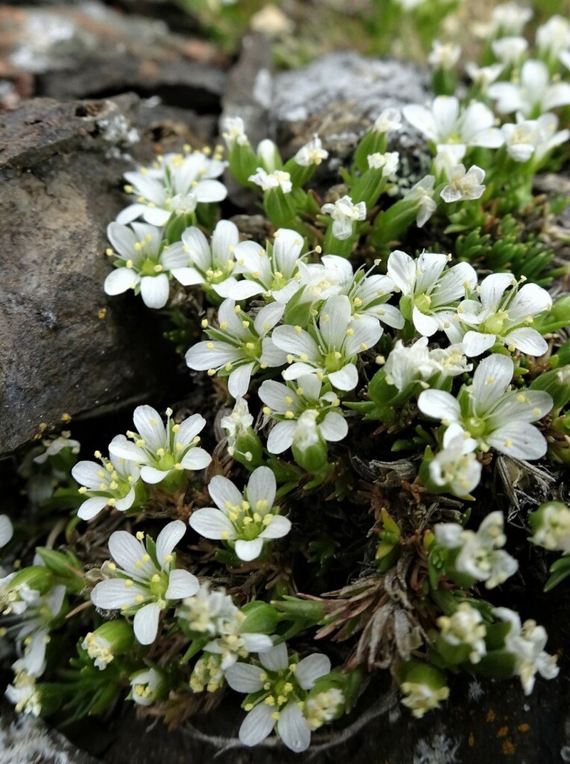 Sabulina basaltica