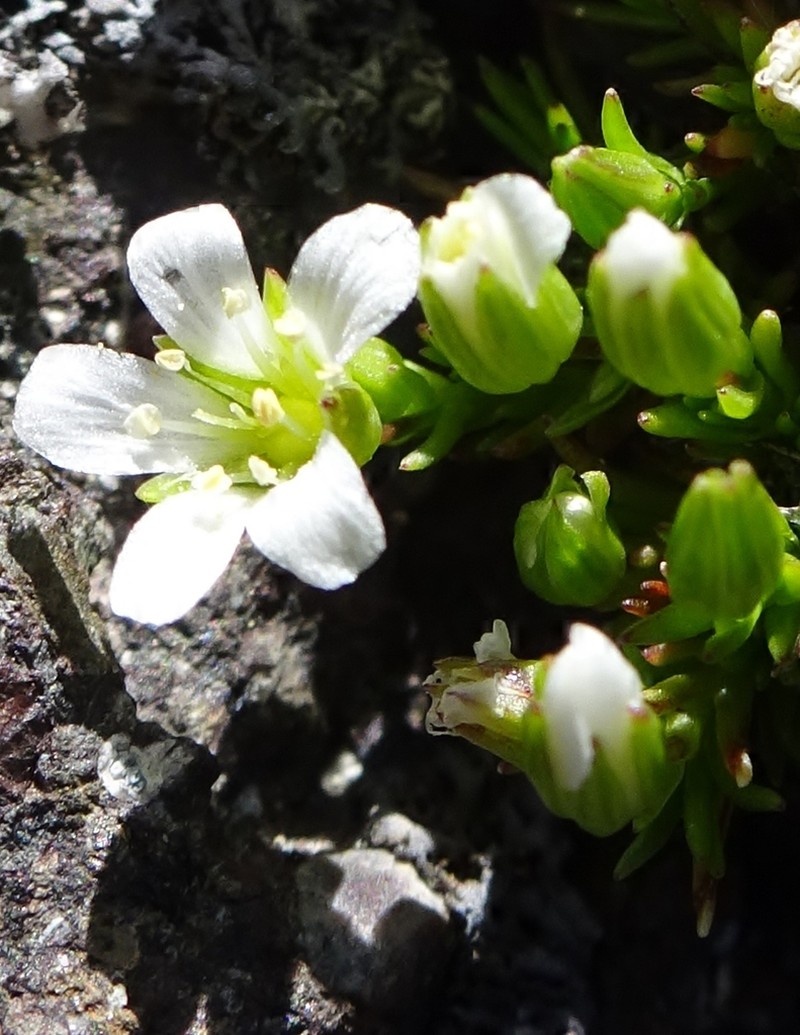Sabulina basaltica photo 2