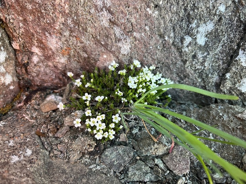 Sabulina basaltica photo 3