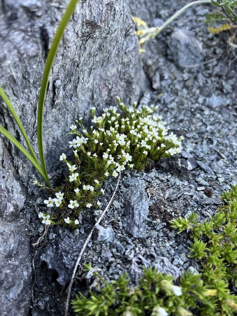 Sabulina basaltica photo 4
