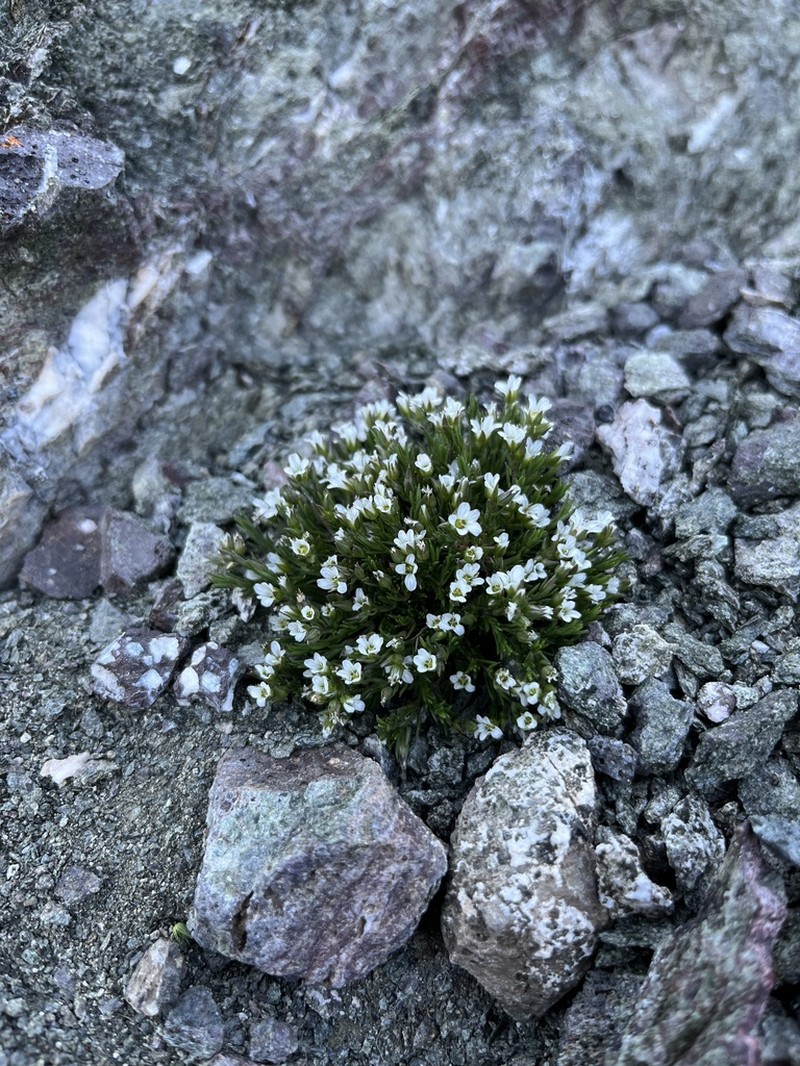 Sabulina basaltica photo 5