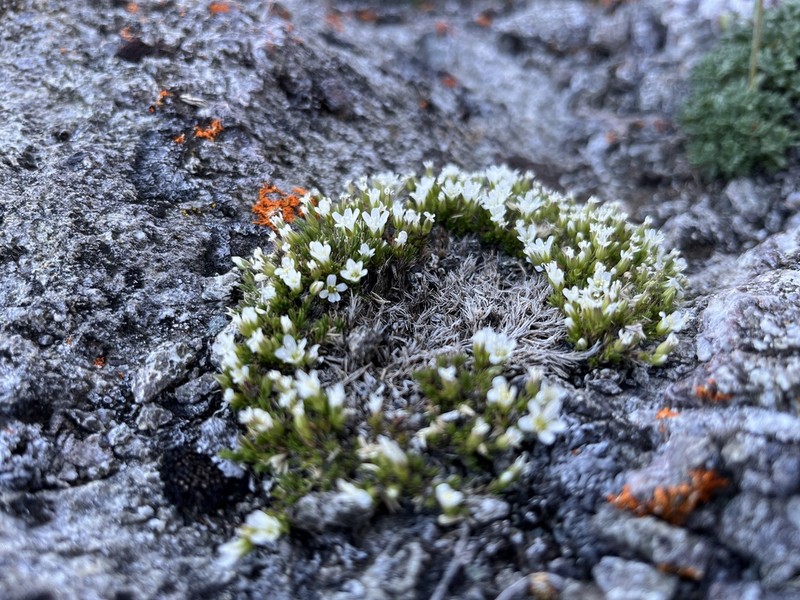 Sabulina basaltica photo 6