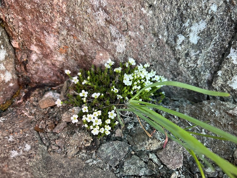Sabulina basaltica photo 7