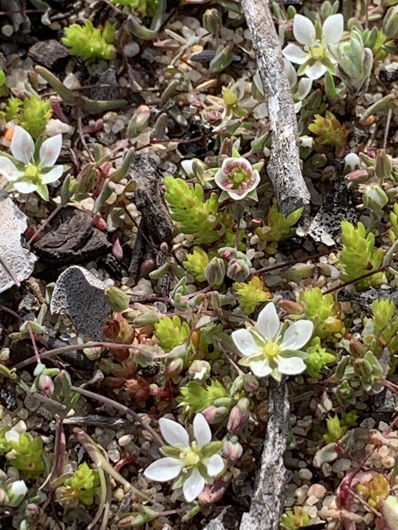 California Sandwort