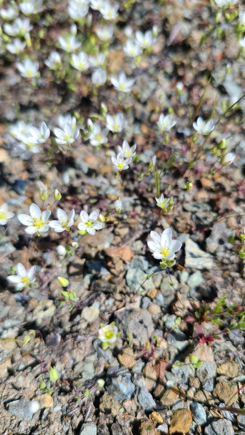 California Sandwort photo 2