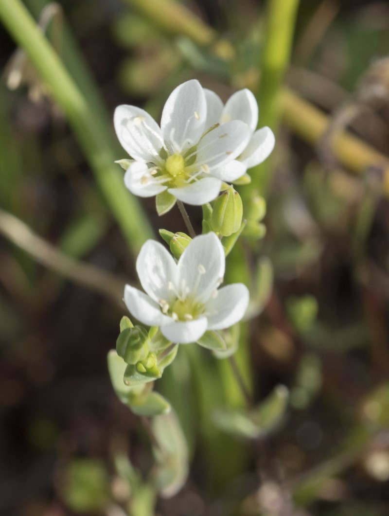 California Sandwort photo 3