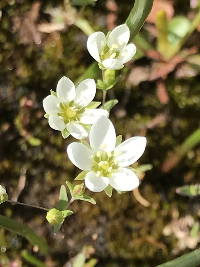 California Sandwort photo 4