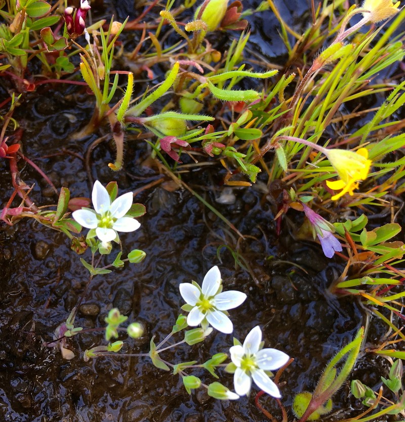 California Sandwort photo 5