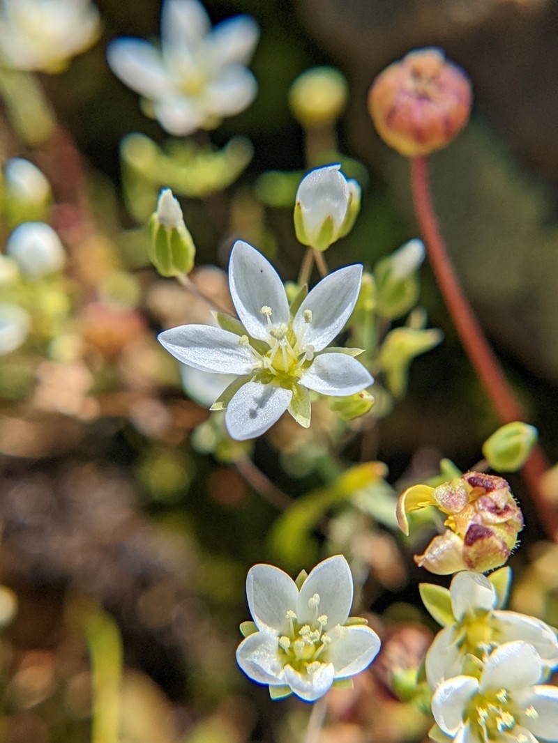 California Sandwort photo 6
