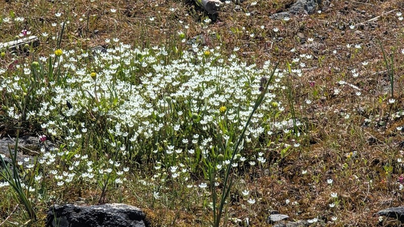 California Sandwort photo 7