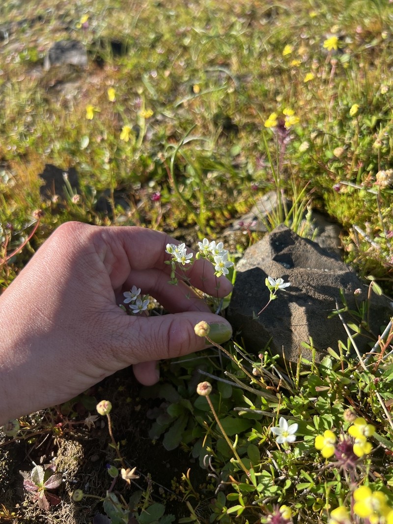 California Sandwort photo 8