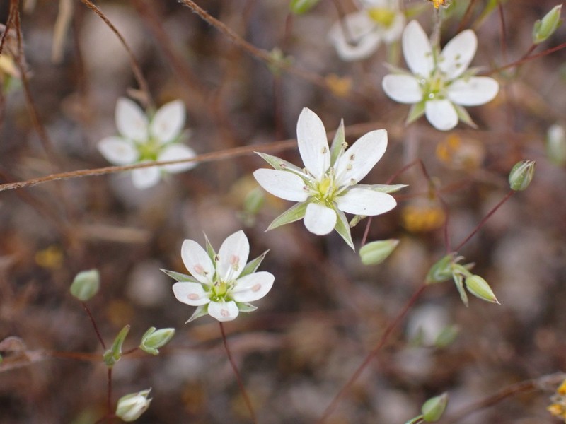 Cismontane Minuartia