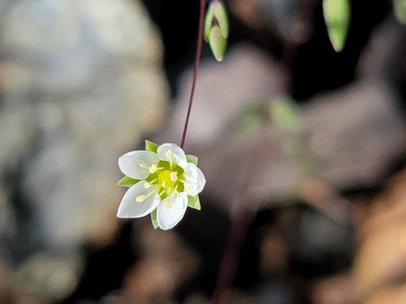 Cismontane Minuartia photo 2