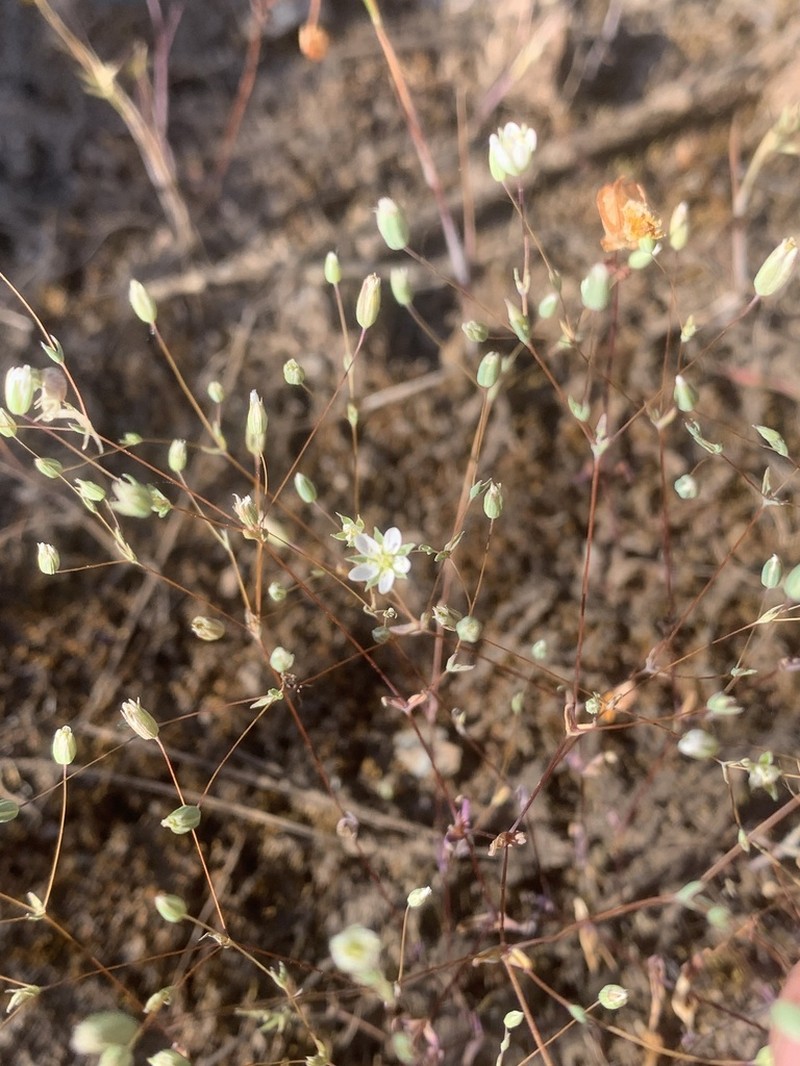 Cismontane Minuartia photo 3