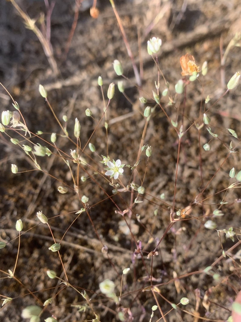 Cismontane Minuartia photo 5