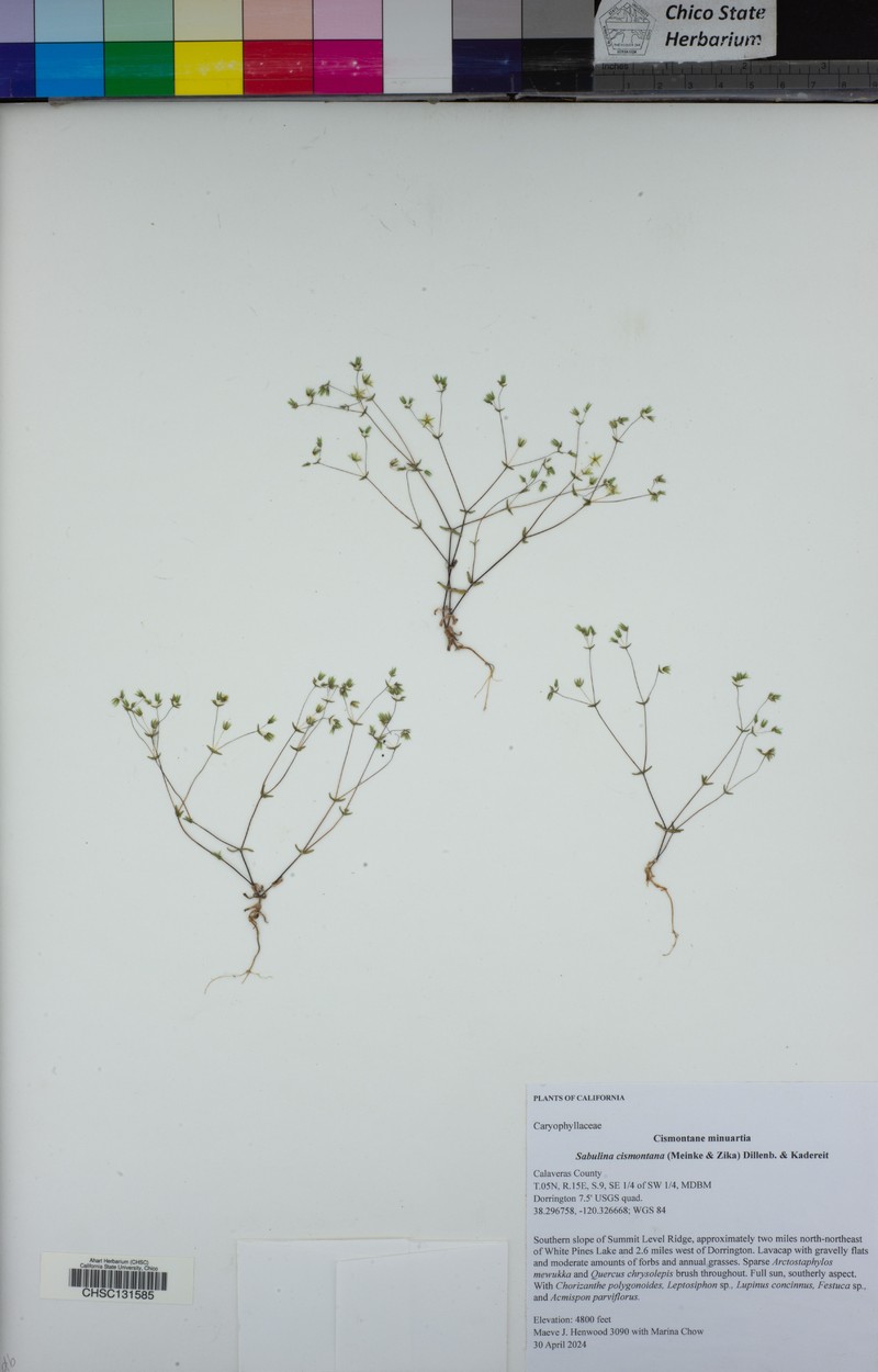 Cismontane Minuartia photo 6