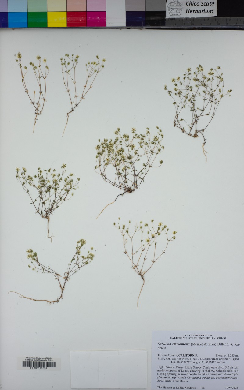 Cismontane Minuartia photo 7