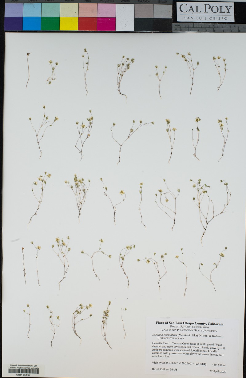 Cismontane Minuartia photo 8