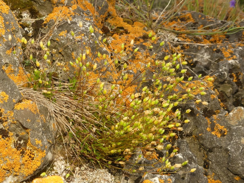 Rock Stitchwort photo 2