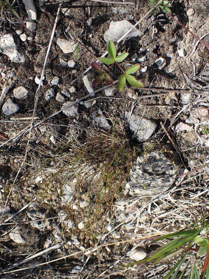 Rock Stitchwort photo 3