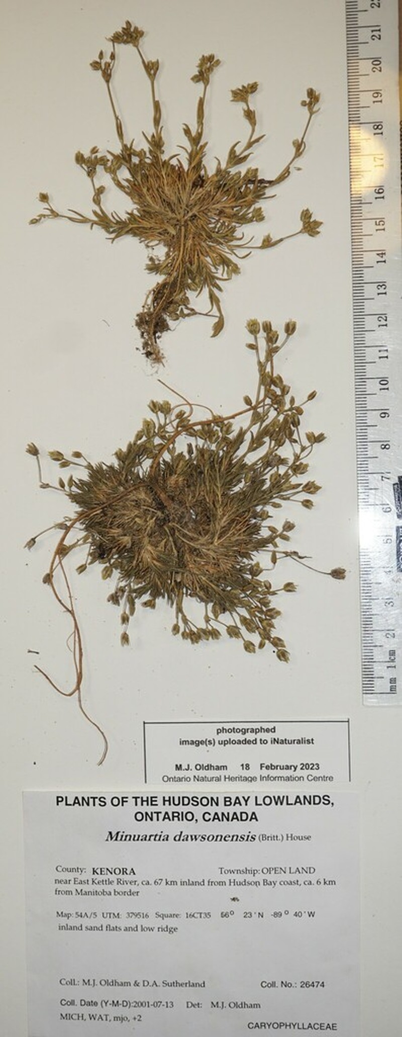 Rock Stitchwort photo 5