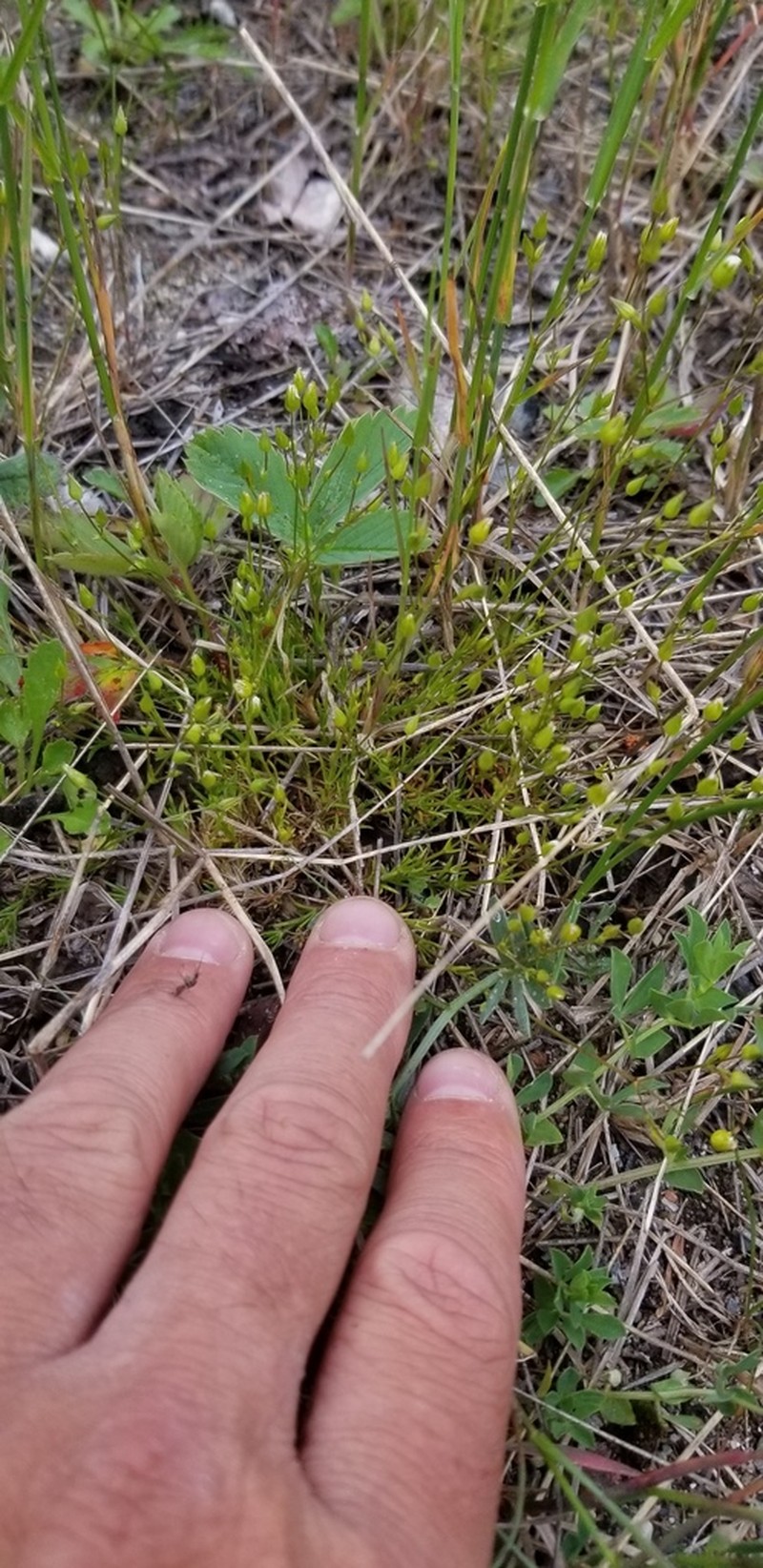 Rock Stitchwort photo 6