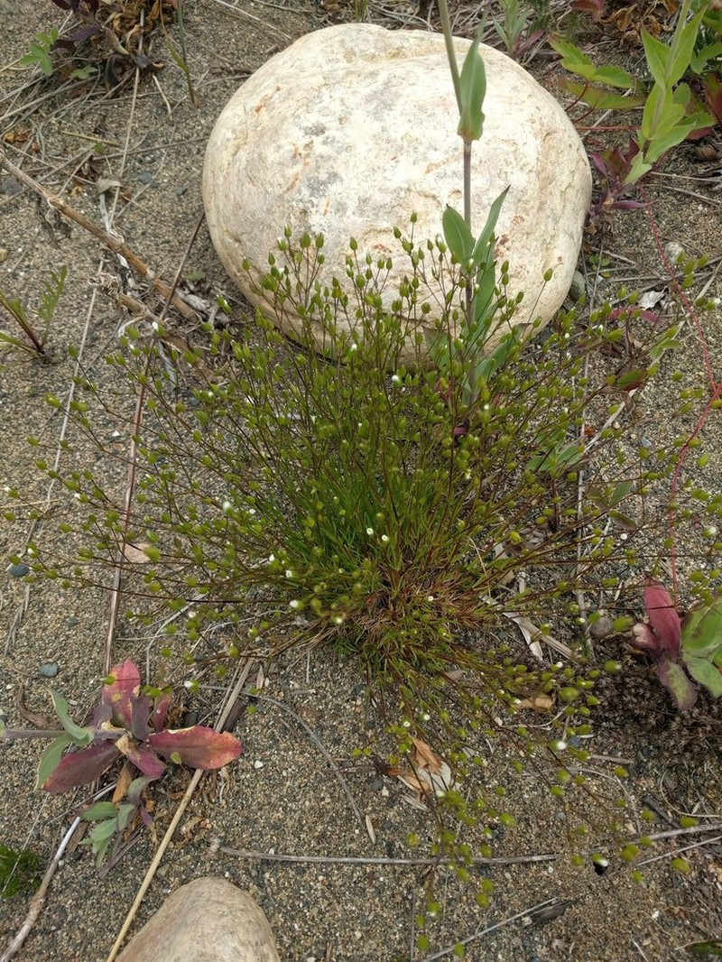 Rock Stitchwort photo 7