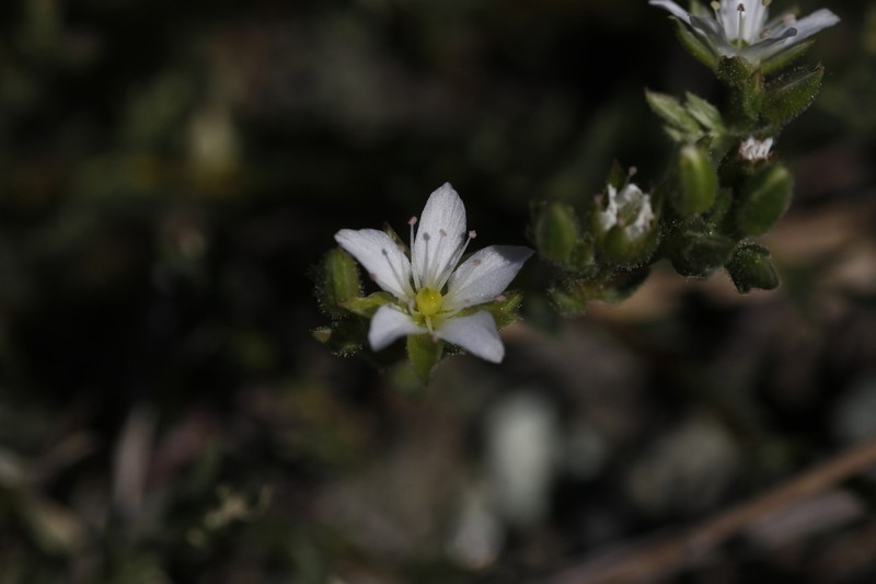 Lassicus Stitchwort photo 2