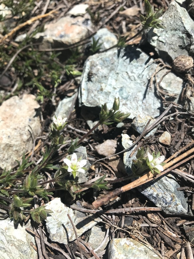 Lassicus Stitchwort photo 3